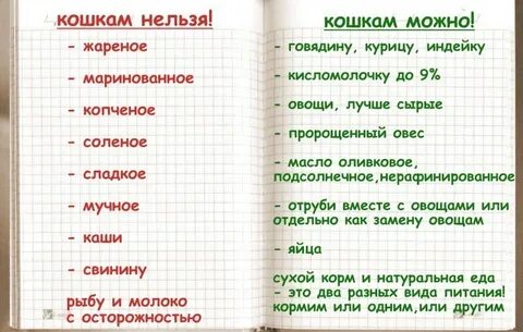 Какую кашу давать котятам