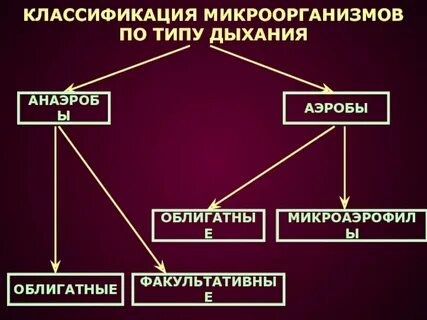 Факультативные микроорганизмы