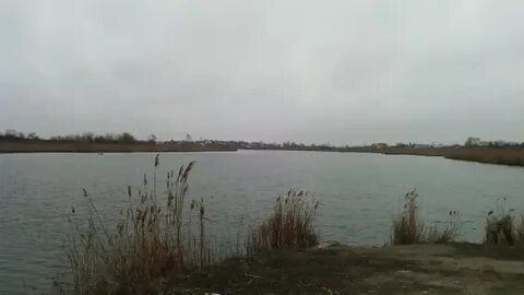 Восточный сосык староминский