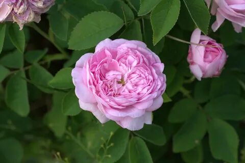 Rosa gallica 'Duchesse de Montebello' - die Blumisterei