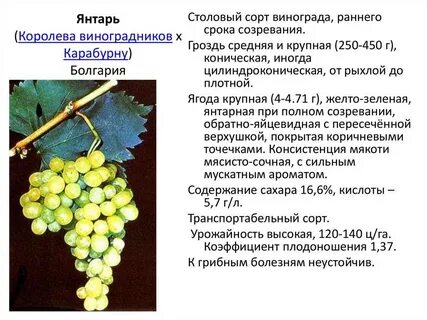 Во сколько дают виноград