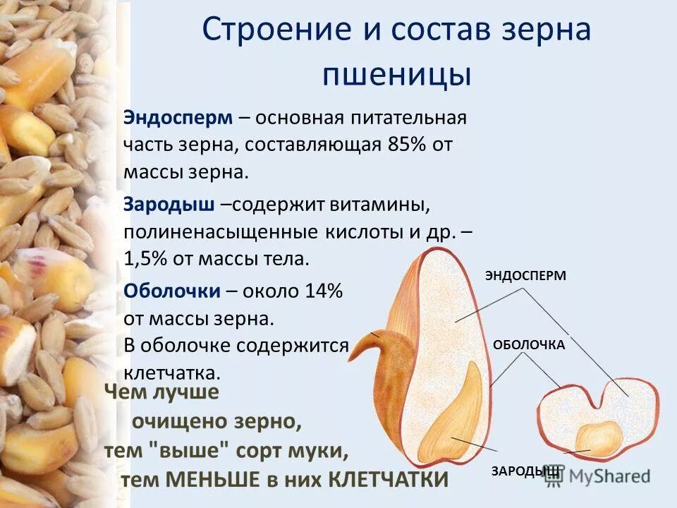 Пшеничные зерна согласование. Строение зародыша зерновой пшеницы. Строение эндосперма пшеницы. Строение зерна пшеницы зерновки. Эндосперм оболочек зерна пшеницы.