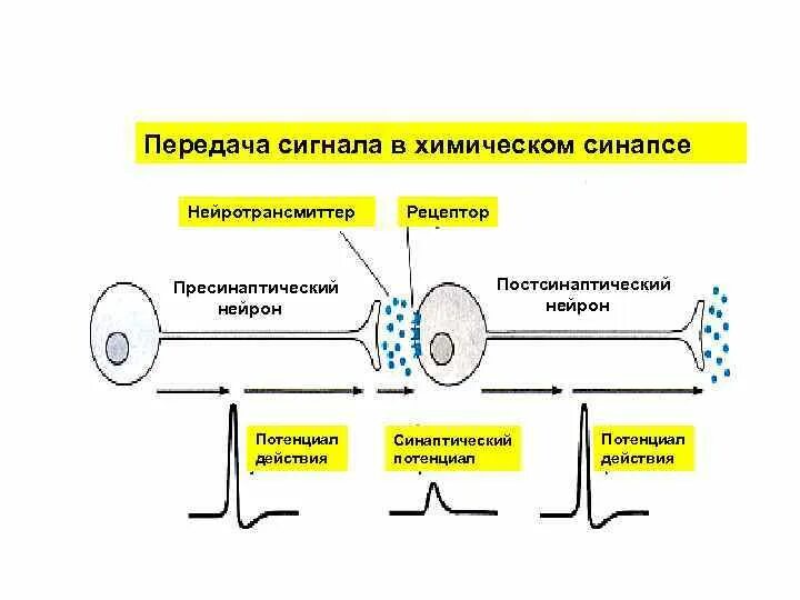 Схема передачи сигнала между нейронами. Схема передачи электрических импульсов. Схема передачи импульса по нейронам. Схема передачи нервного импульса.