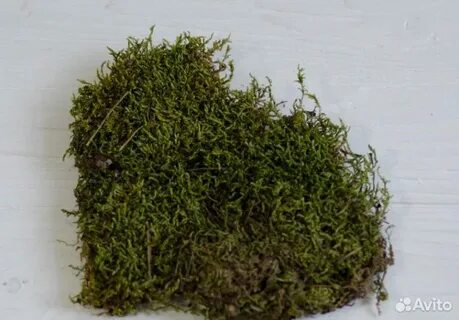 Баня какой мох