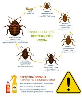 Клопы что делать отзывы