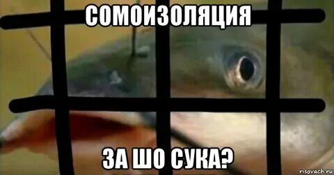 А нас за шо