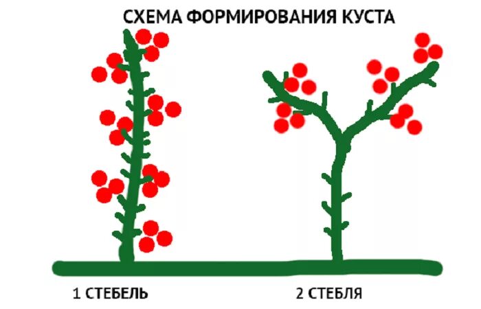 Томаты в 3 стебля. Формирование индетерминантных томатов в теплице в 2 стебля схема. схема пасынкования детерминантных томатов. пасынкование томатов в три стебля схема. схема формирования томатов в один стебель.