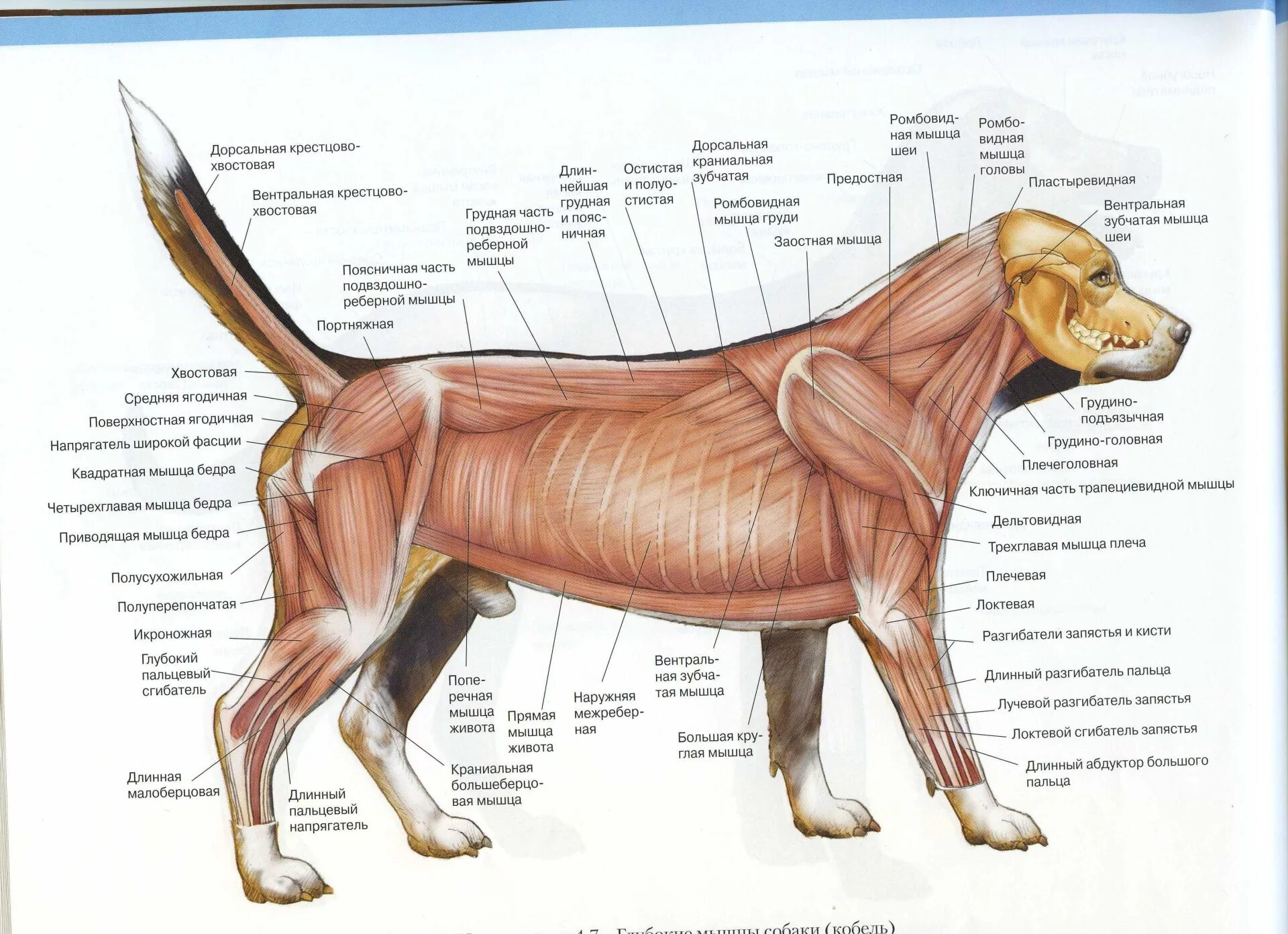 Мышечная система животных. Мускулатура система анатомия собаки. Мышечная система животных. Мышцы млекопитающих. Мышечная система собаки схема.