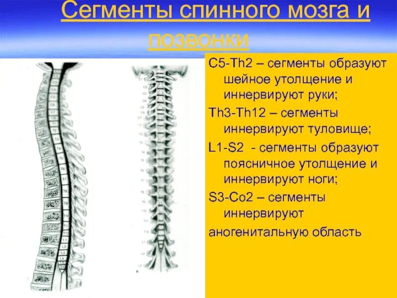 Шейные сегменты спинного мозга. Сегменты s1 s2 спинного мозга. шейное утолщение спинного мозга сегменты. верхнешейные сегменты спинного мозга. сегменты s2 s3 спинного мозга-.