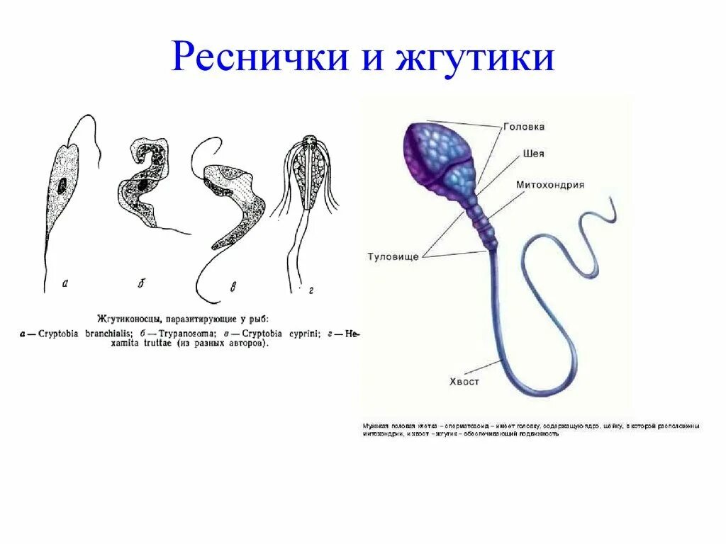 Органоиды передвижения функции. Строение жгутиков и ресничек эукариот. органоиды движения реснички и жгутики. жгутики строение и функции. органоиды движения строение.