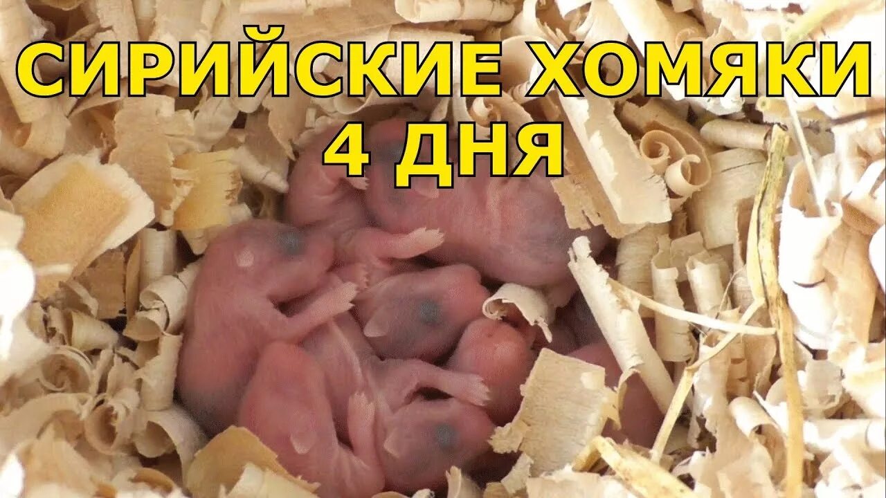 сирийский хомяк новорожденный. хомяк поздравляет. хомякам 4 дня. 4 хомяка. хомякам 4 дня.