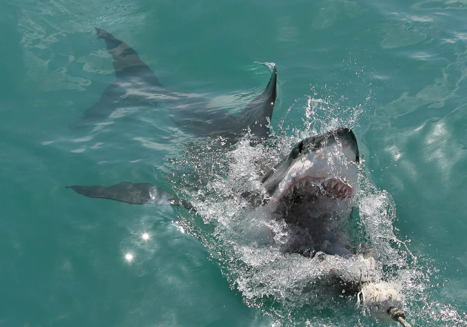 Может ли акула съесть. Акулы на Бали. Акулы нападают на серферов. Гавайи акулы.