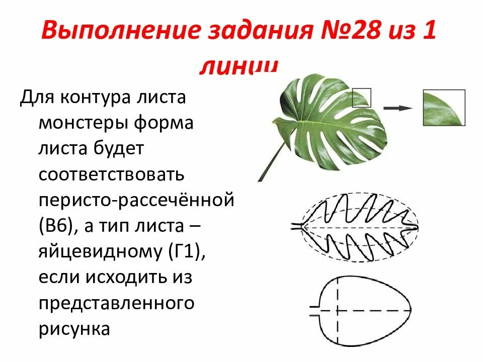 Тип жилкования простого листа. Жилкование листа монстеры. монстера тип жилкования листа. строение листа монстеры. форма листьев монстеры.