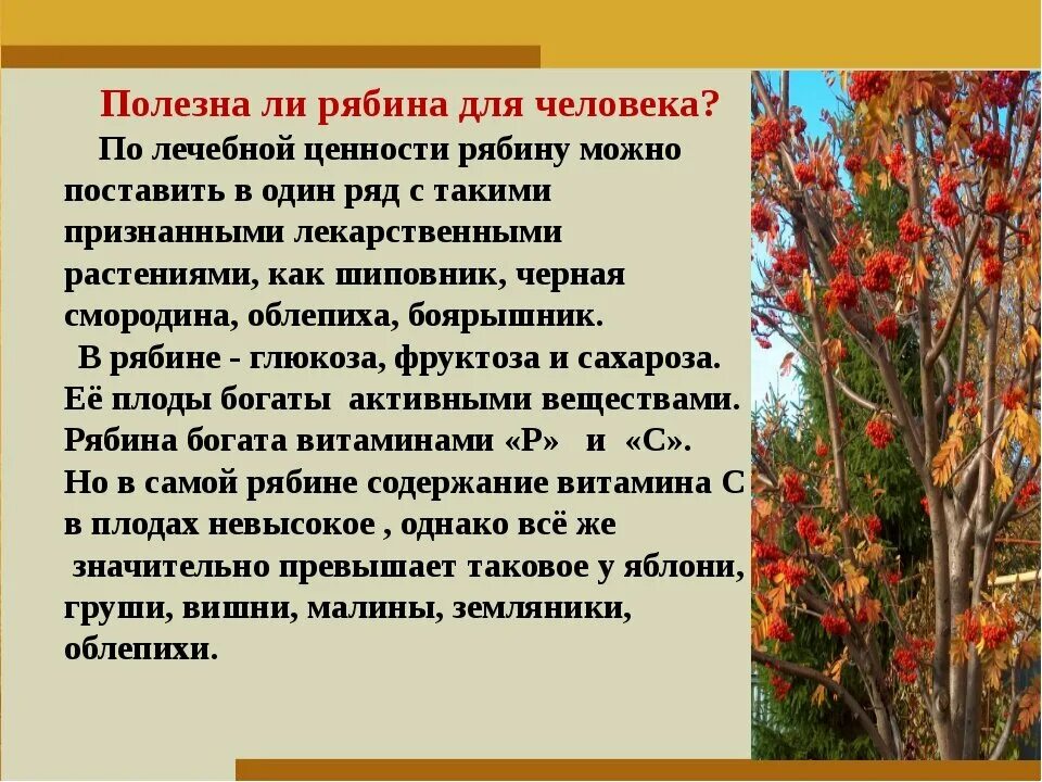 Рябина это небольшое ветвистое деревце растущее. Народные приметы о рябине. Рябина полезные свойства. Народные приметы связанные с рябиной. Рябина характеристика.