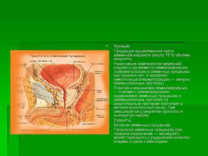 Почему у мужчины густая семенная. Семенные пузырьки и бульбоуретральные железы. Функции семенной жидкости. Семенные пузырьки в разрезе. Семенные пузырьки функции.