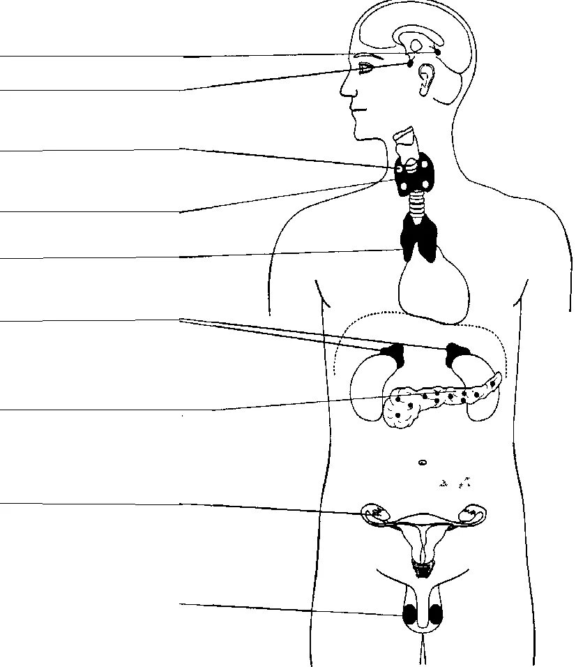 Рисунок эндокринной системы человека. Эндокринная система человека схема. Эндокринная система железы расположение. Схема желез эндокринной системы. Расположение желез внутренней секреции рисунок.