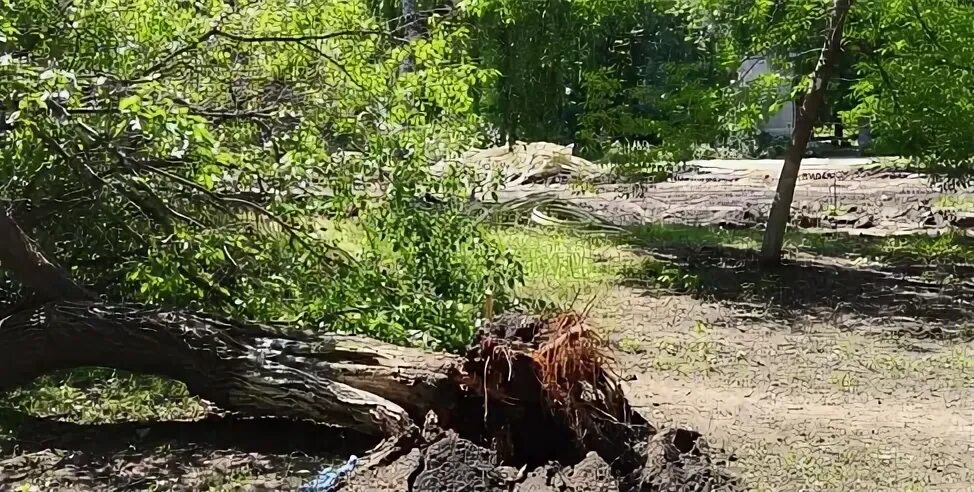 Дерево Саратовский городской парк. Дерево на месте гибели. Саратов гор парк упало дерево. Дерево упавшее в городском парке в Саратове.