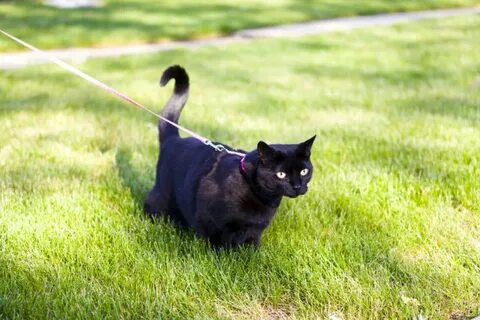 На утреннюю прогулку кошка вышла раньше