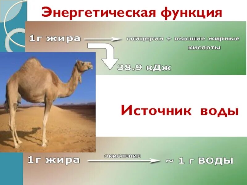 Основном энергетическую функцию в организме выполняют