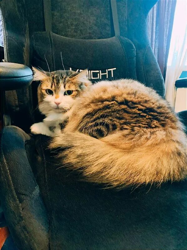 Кот аа. Кот аа