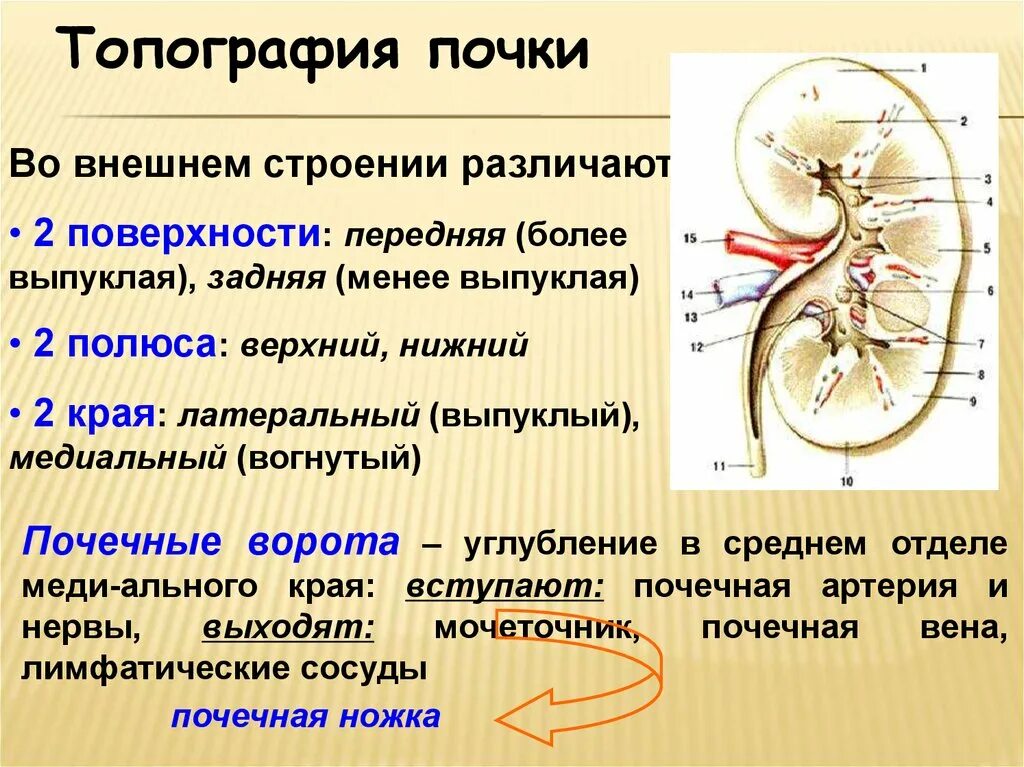 Укажите края почки. Топография почек вид спереди. Топография почек голотопия скелетотопия. Топография почек и мочеточников.