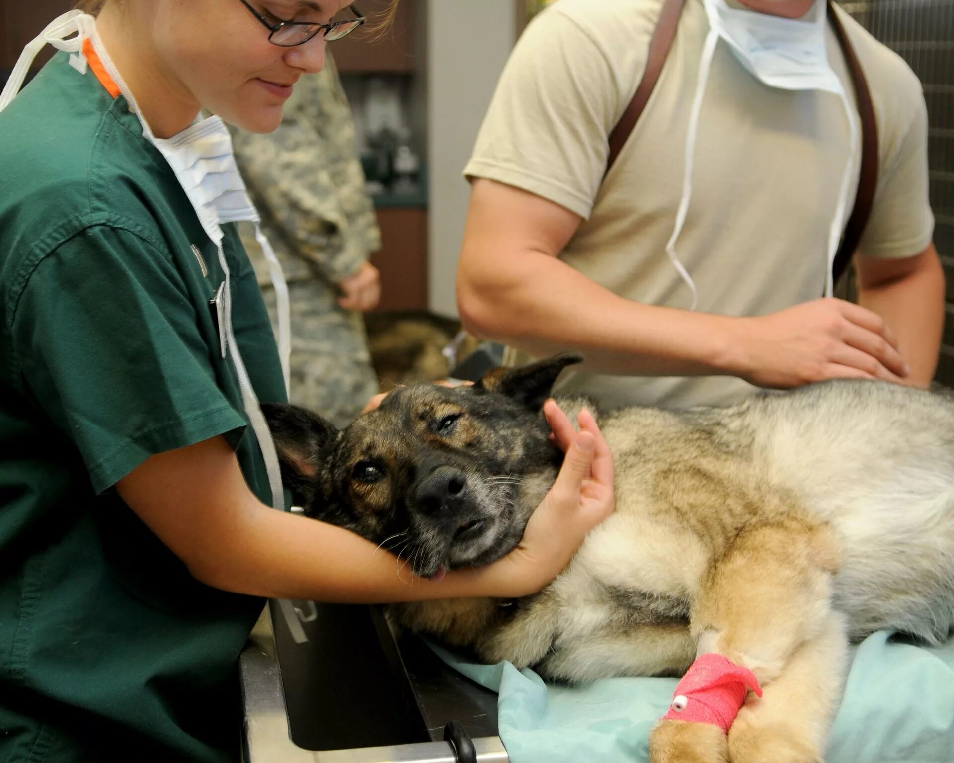Обследование собак. Ветеринария. Собака Ветеринария. Я ветеринар.