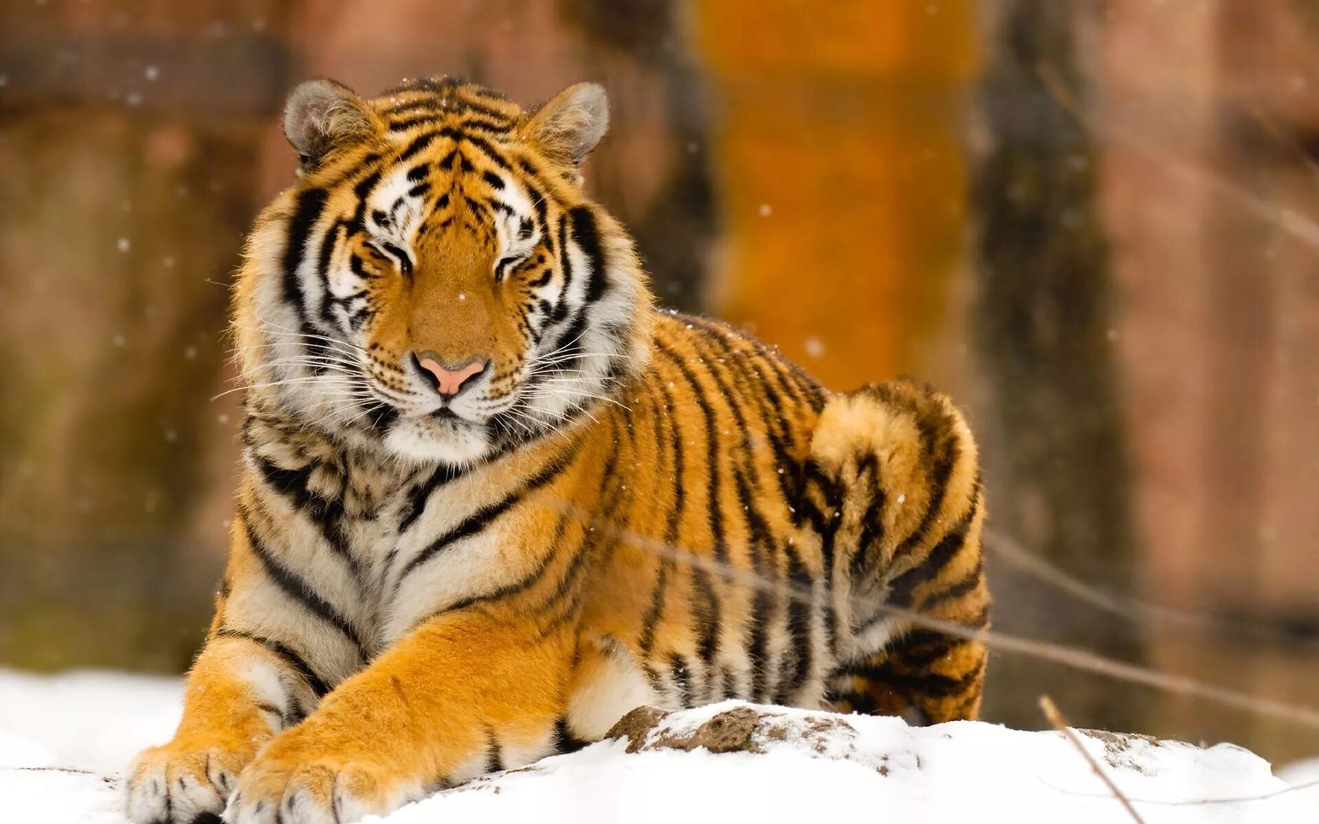 Хорош тайгер. Амурский (Уссурийский) тигр. Амурский Сибирский тигр. Сибирский тигр и Амурский тигр. Амурский тигр фото.