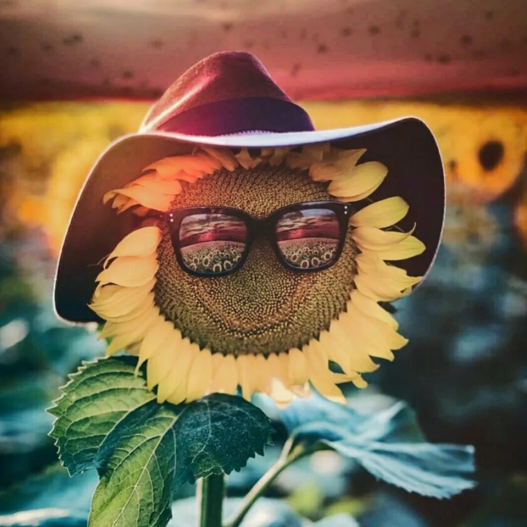Hello is that tania yes thats me. Подсолнух в очках. Веселые Подсолнухи. Картинки на аву красивые необычные. Позитивные картинки на аватарку.