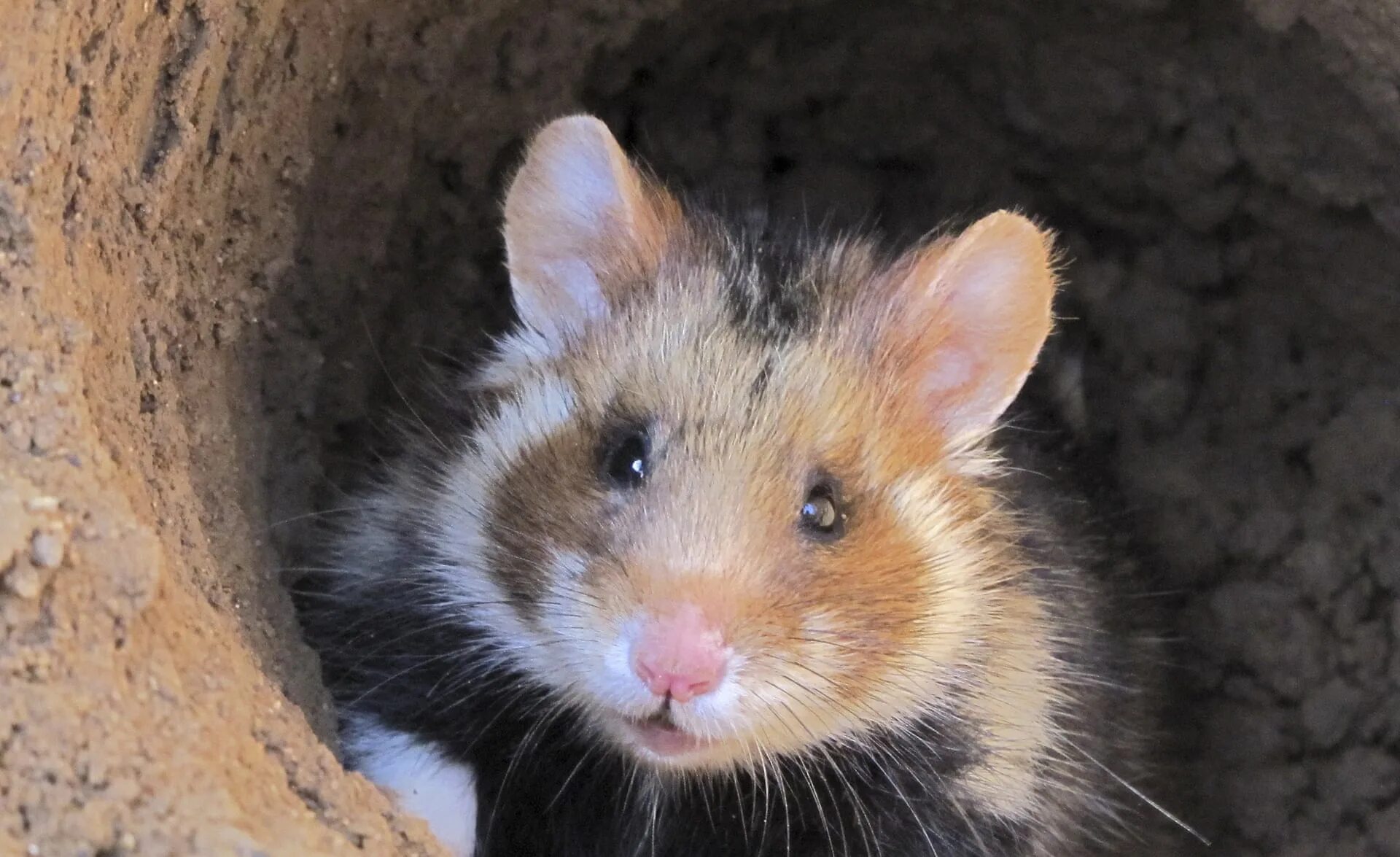 Карбыши описание. Обыкновенный хомяк Cricetus Cricetus. Карбыш грызун. Хомяк карбыш. Обыкновенный хомяк хомяковые.