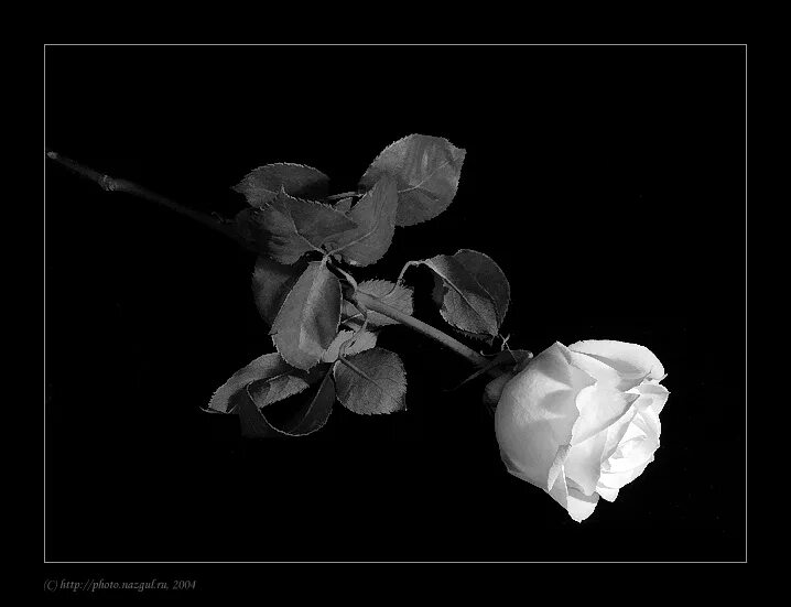 Открытки скорбим и помним. Осенний дождь. Грустные воспоминания. Разлука. Мизантропия цитаты.