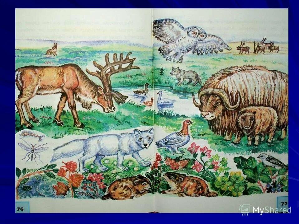 Рисунок растения и животные. Рисунок природной зоны. Изображение природных зон. Природные зоны России рисунок. Животные разных природных зон.