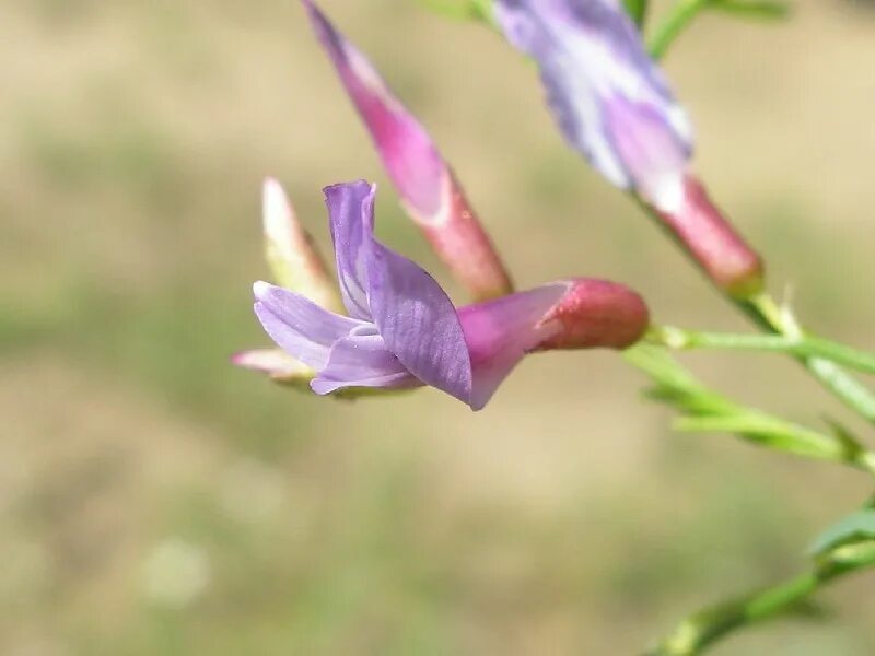 растения с опушенным стеблем