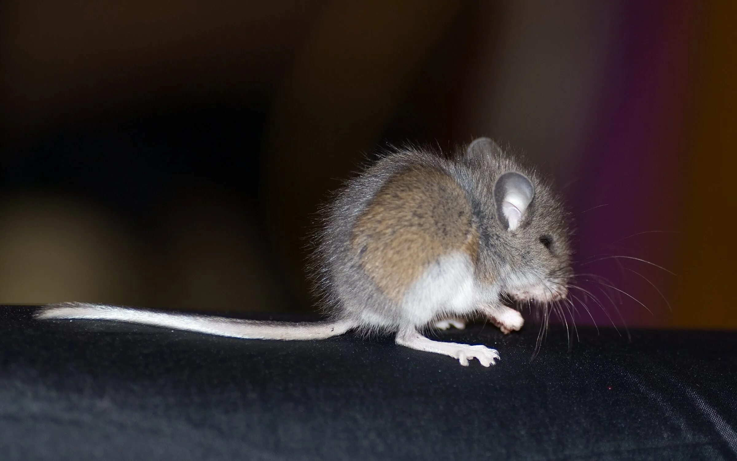 Мышка. Маленькие мышки. Маленькая мышь с длинным хвостом. Маленький мышонок.