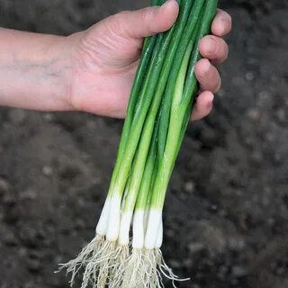 Семена на луке