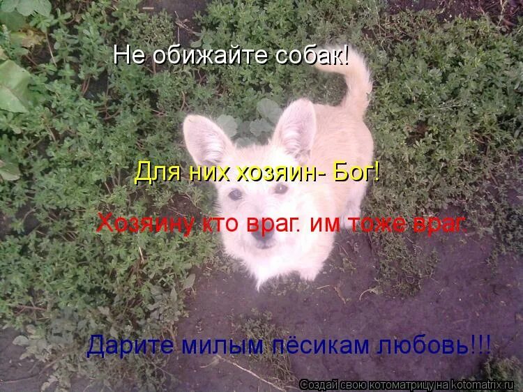 как плачут животные фото. бездомные животные цитаты. собаку обидели. не обижайте бездомных животных. собаки лучше людей.