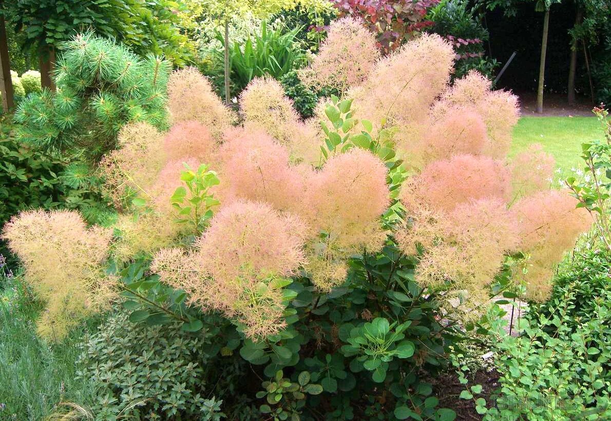 Скумпия Кожевенная. Скумпия Кожевенная Cotinus coggygria. Скумпия Кожевенная (Cotinus coggygria `Royal Purple`). Скумпия Кожевенная Лилла. Кустарники названия цветущие для сада