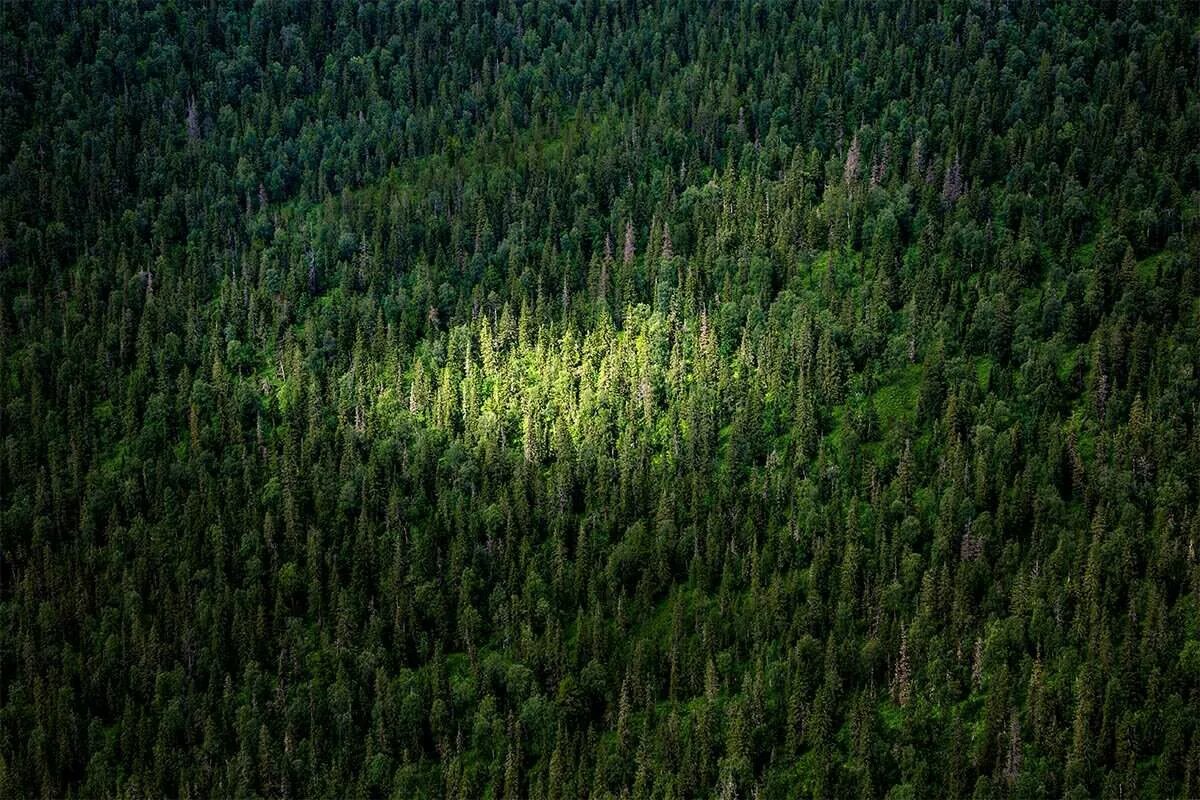 Большие хвойные леса. Темнохвойная Тайга Сибири. Темнохвойная Тайга Западной Сибири. Сибирский темнохвойный лес. Темнохвойная Пихтовая Тайга Сибирь.