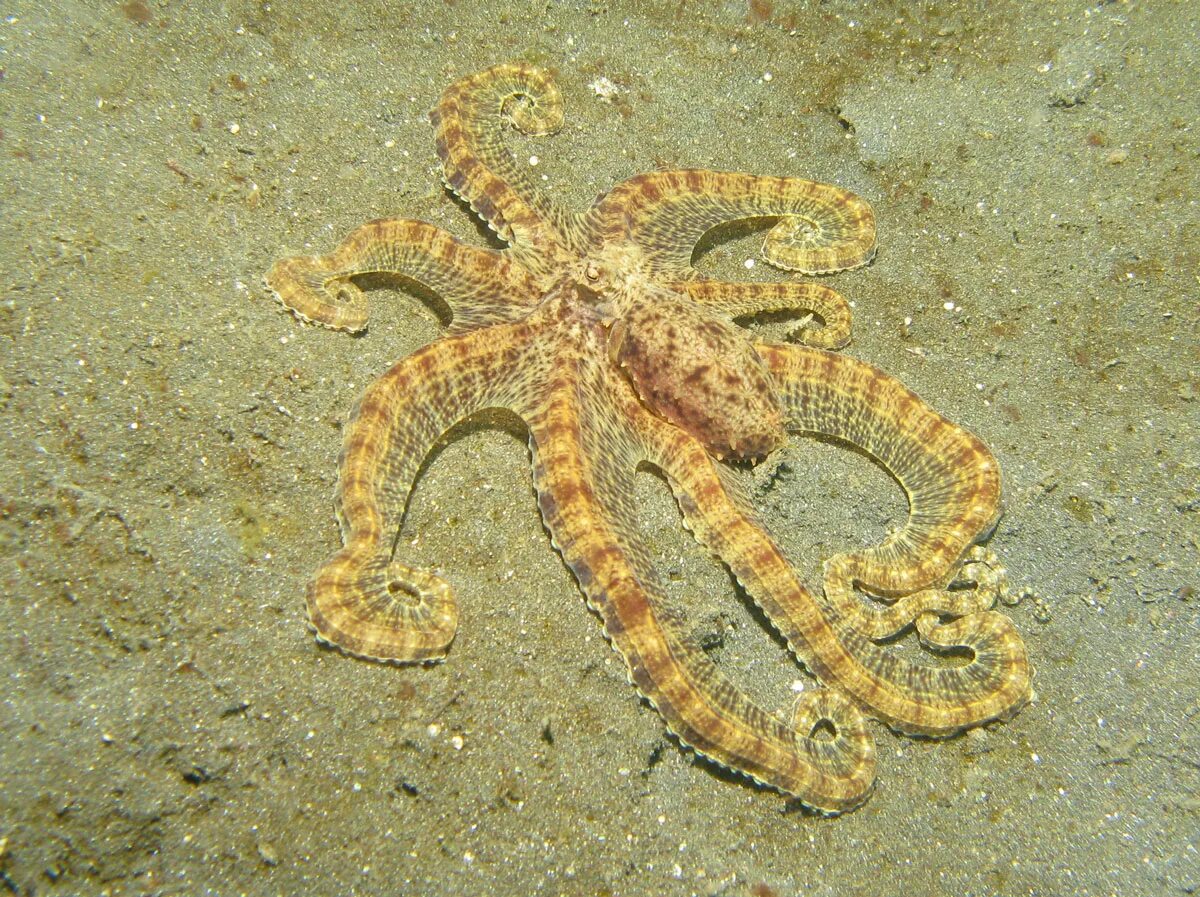 Мимикрия осьминога. Осьминог mimic Octopus. Мимикрия головоногих. Мимикрия каракатицы.