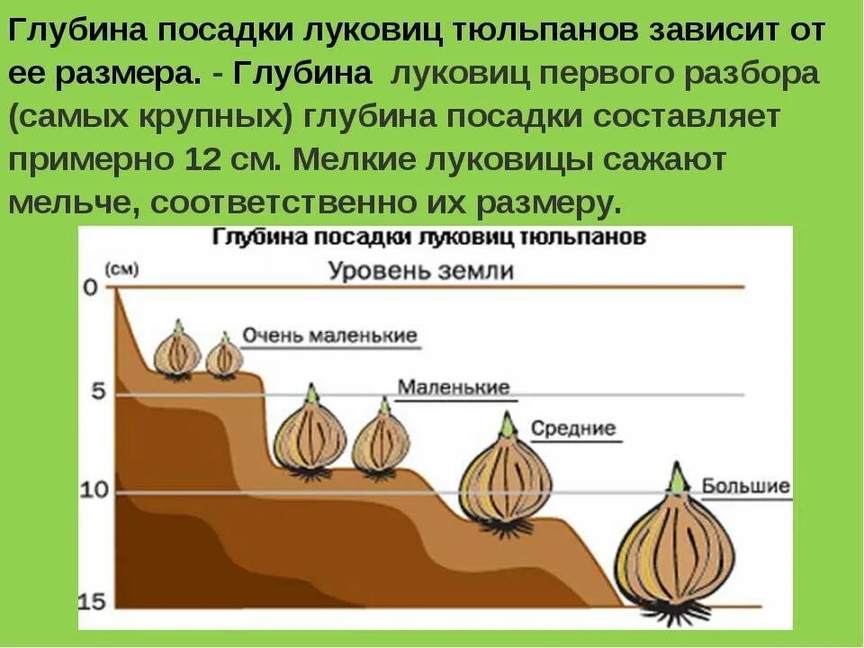 Посадка тюльпанов глубина посадки. Глубина посадки луковиц тюльпанов. Глубина высадки луковиц тюльпанов. На какую глубину садить луковицы тюльпанов.