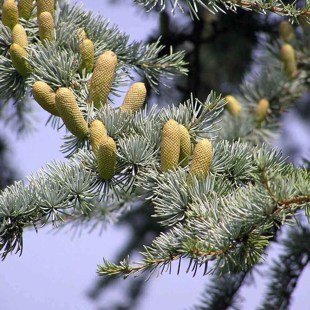 Серебристый кедр. Кедр атласский. кедр атласский cedrus atlantica. кедр атласский глаука пендула. cedrus atlantica glauca.