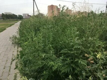 Амброзия в москве