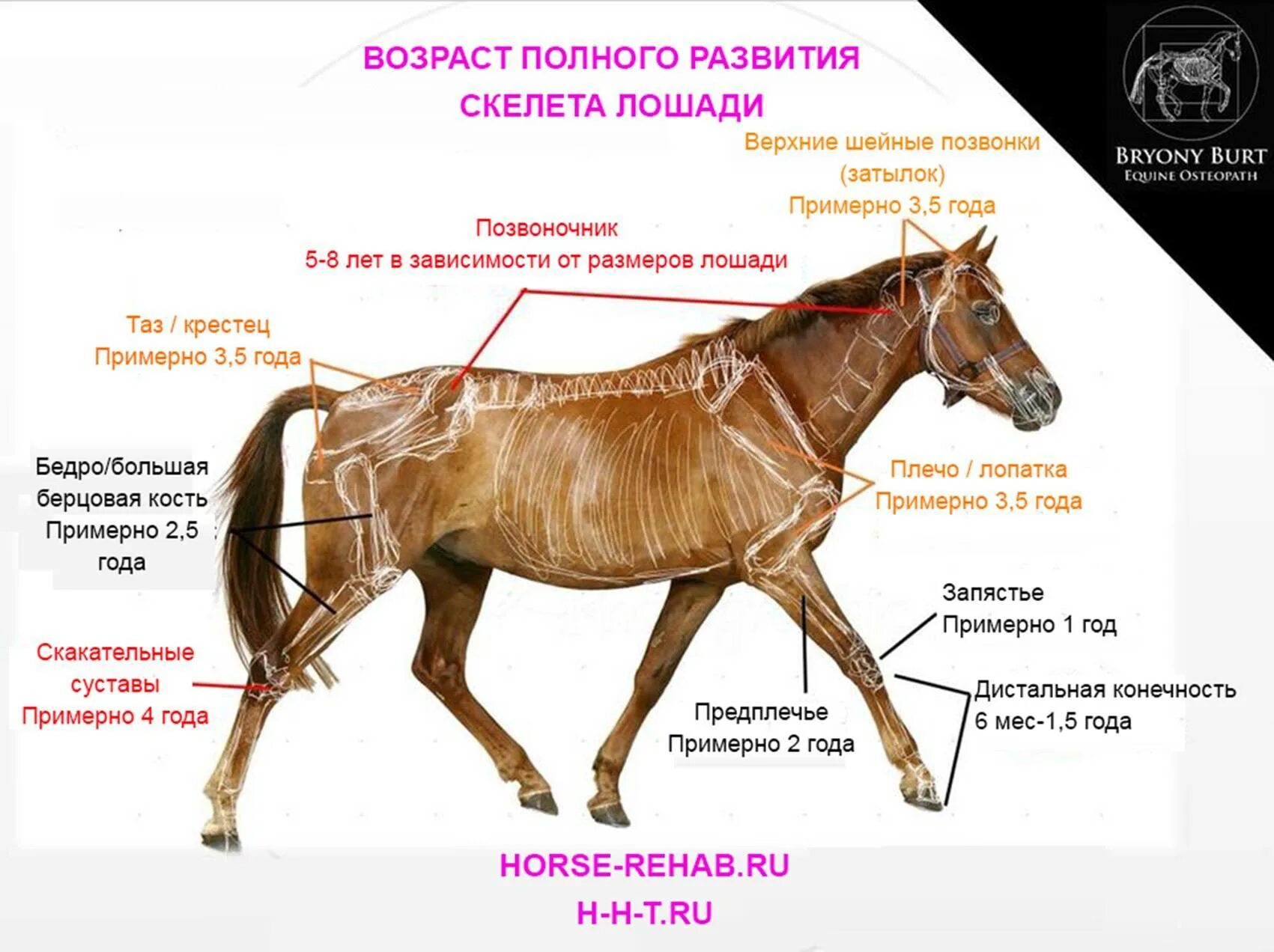 Сколько в человеке лошадиных. Средняя Продолжительность жизни лошади. Скелет лошади формирование\. Формирование скелета лошади по возрасту. Средний Возраст лошади.