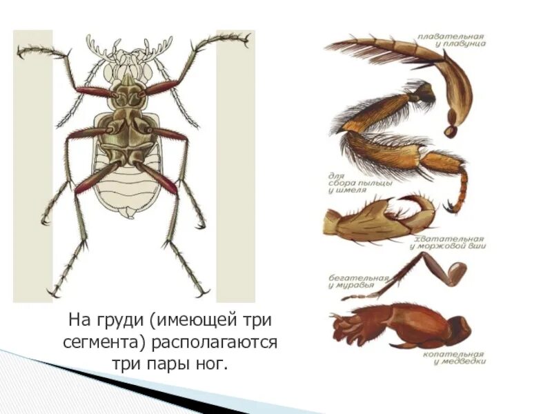 Три пары ног у. Внутреннее строение насекомых. Строение груди насекомых. Конечности жука. Строение насекомых 7 класс.