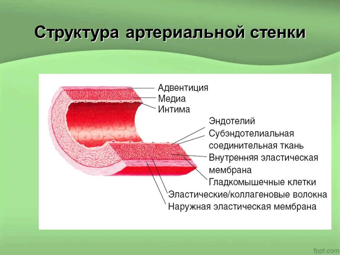 Сосуды состоящие из одного слоя клеток. Строение стенки сосуда эндотелий. Строение сосудистой стенки артерий. Эндотелиальная ткань строение. Гистологическое строение эндотелия.