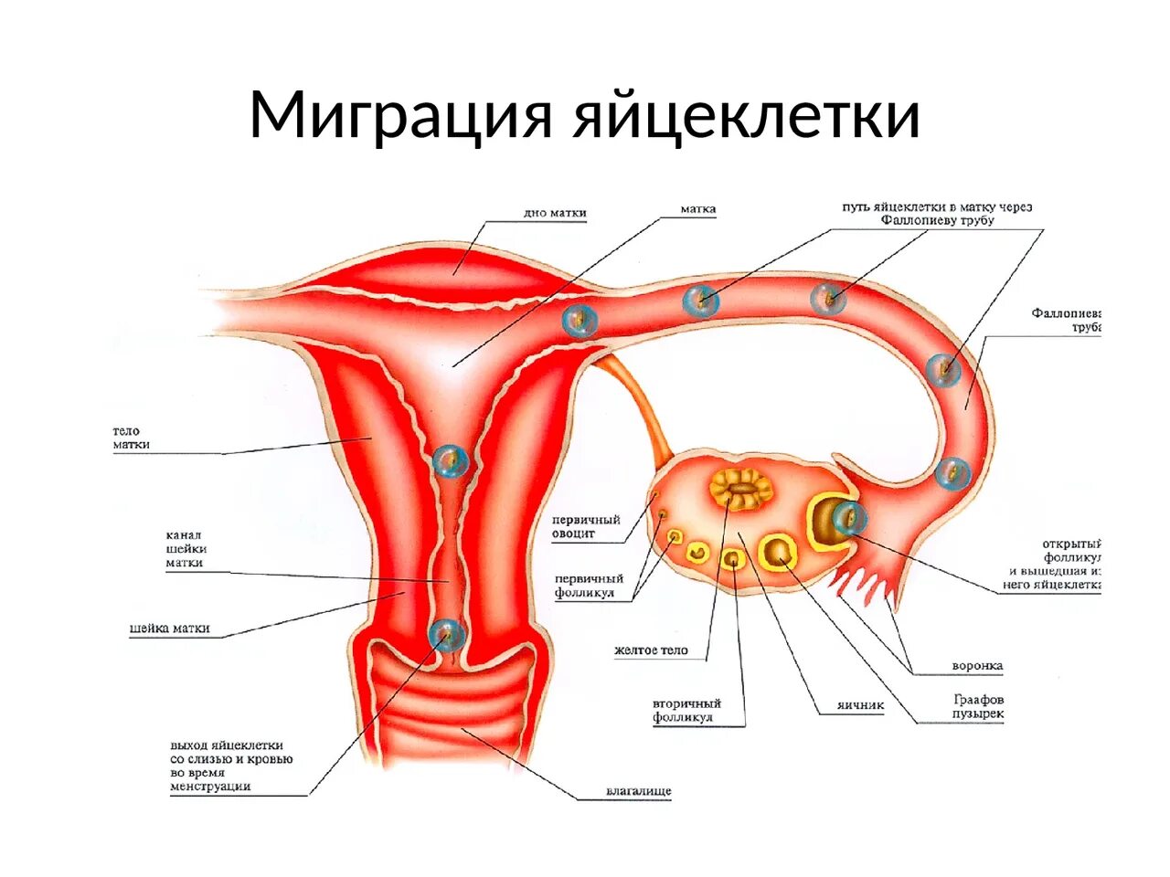 Оплодотворенная яйцеклетка в фаллопиевых трубах. Путь оплодотворенной яйцеклетки в матку. Перемещение яйцеклетки по маточной трубе. Путь движения яйцеклетки из яичника.