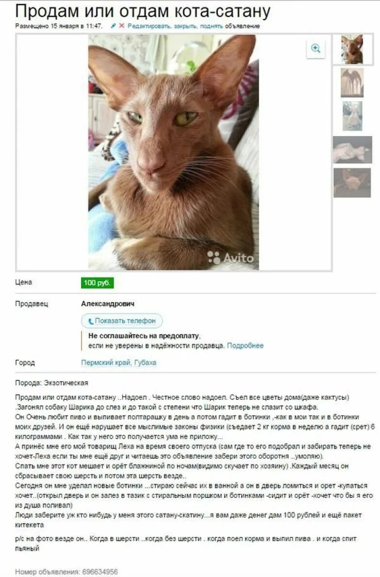смешные объявления на авито. авито объявление отдам котенка. авито объявление отдам котенка. смешные объявления. катта одам.