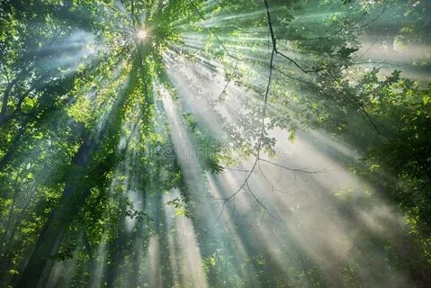 Свет проникающий сквозь деревья