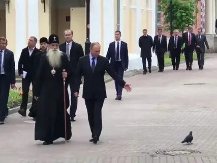 Голубь честь