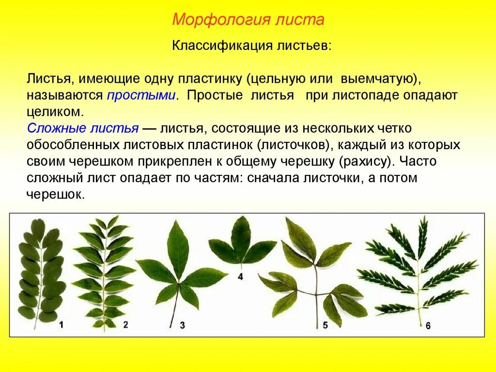 Морфологическая классификация листьев. Классификация простых листьев с выемчатой пластинкой. Характеристика листа. Классификация простых и сложных листьев.