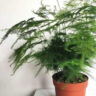 Аспарагус желтеет